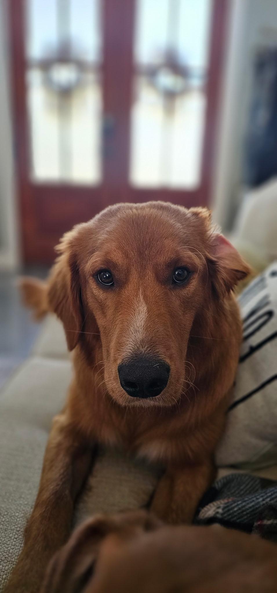 Enlarge Saturn, a ADOPTABLE mixed breed in Unionville, CT image 4/6