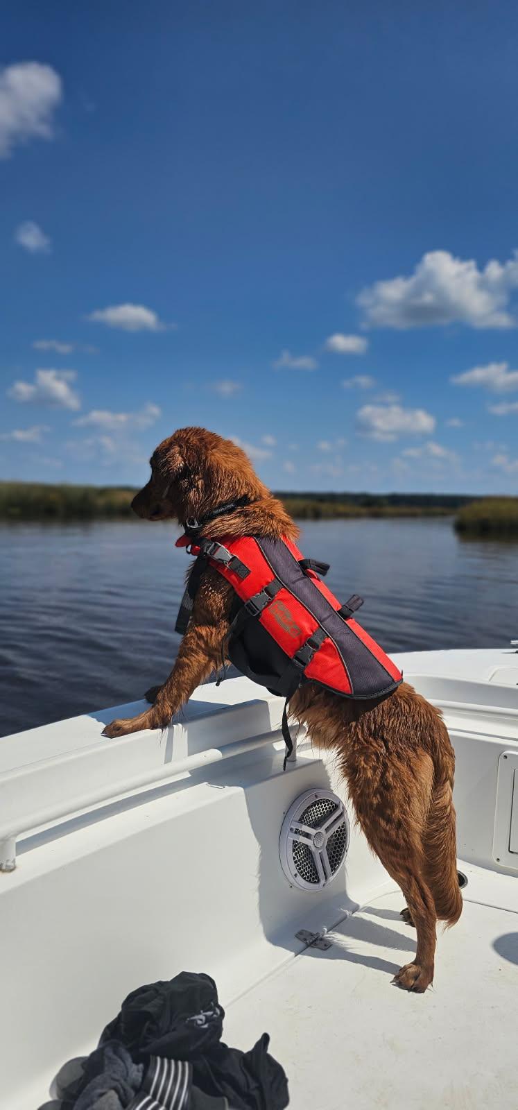 Enlarge Saturn, a ADOPTABLE mixed breed in Unionville, CT image 6/6