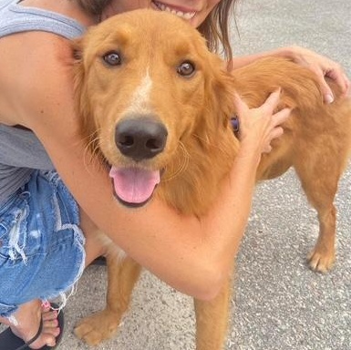 Saturn, ADOPTABLE, Young Male Border Collie & Golden Retriever.