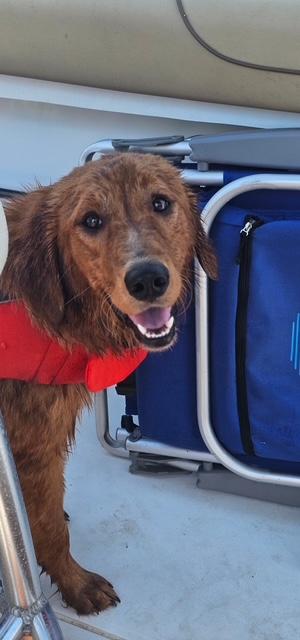 Enlarge Saturn, a ADOPTABLE mixed breed in Unionville, CT image 2/6