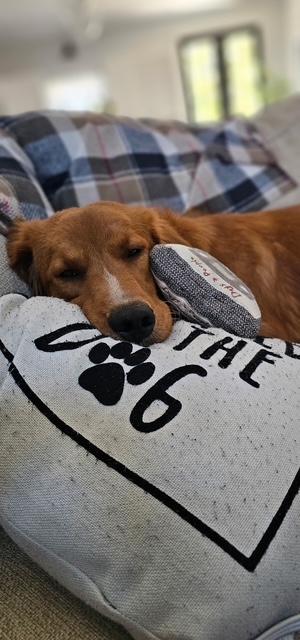 Enlarge Saturn, a ADOPTABLE mixed breed in Unionville, CT image 3/6