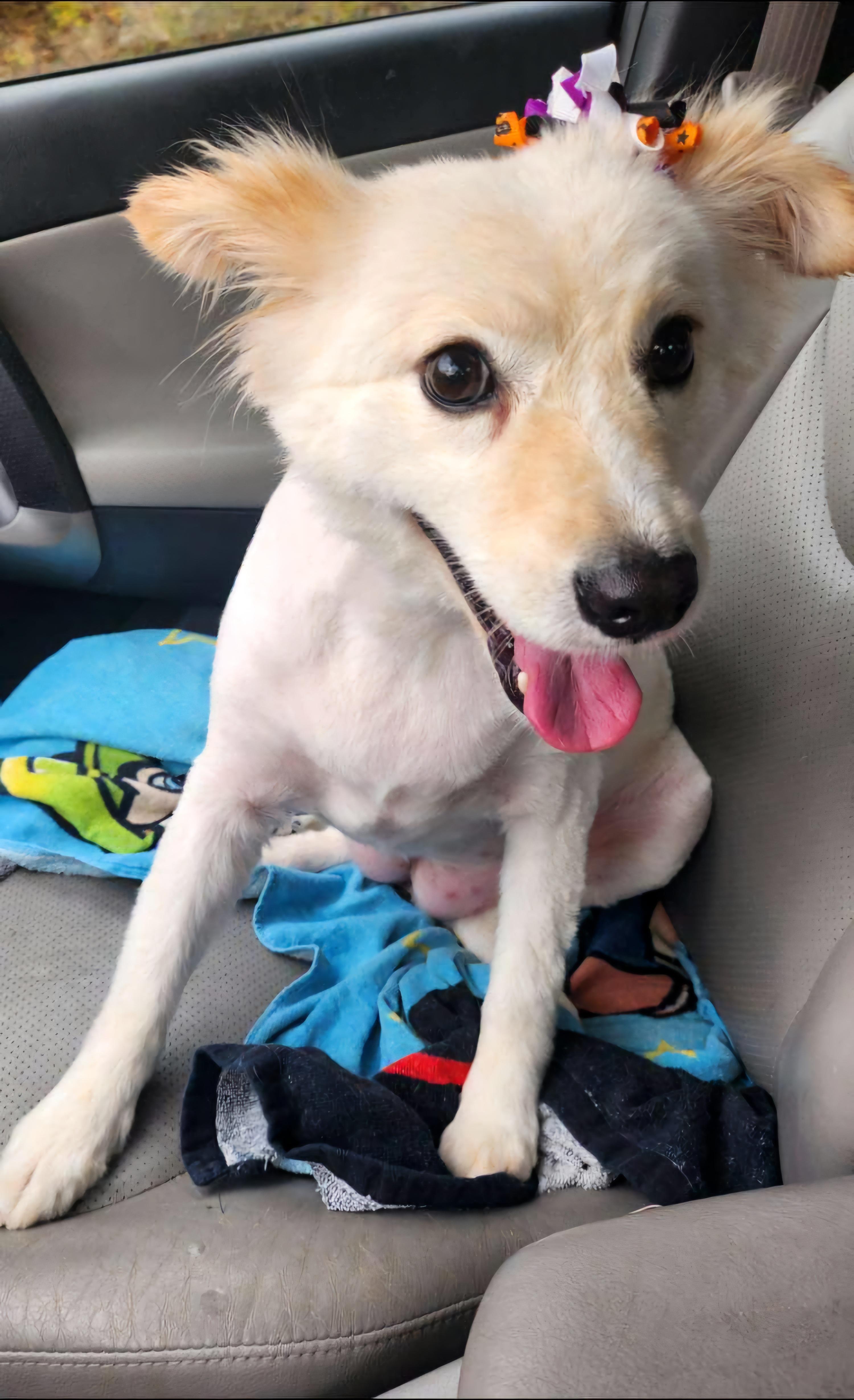 Dog Adoption American Eskimo Dog Near Me Australian Shepherd