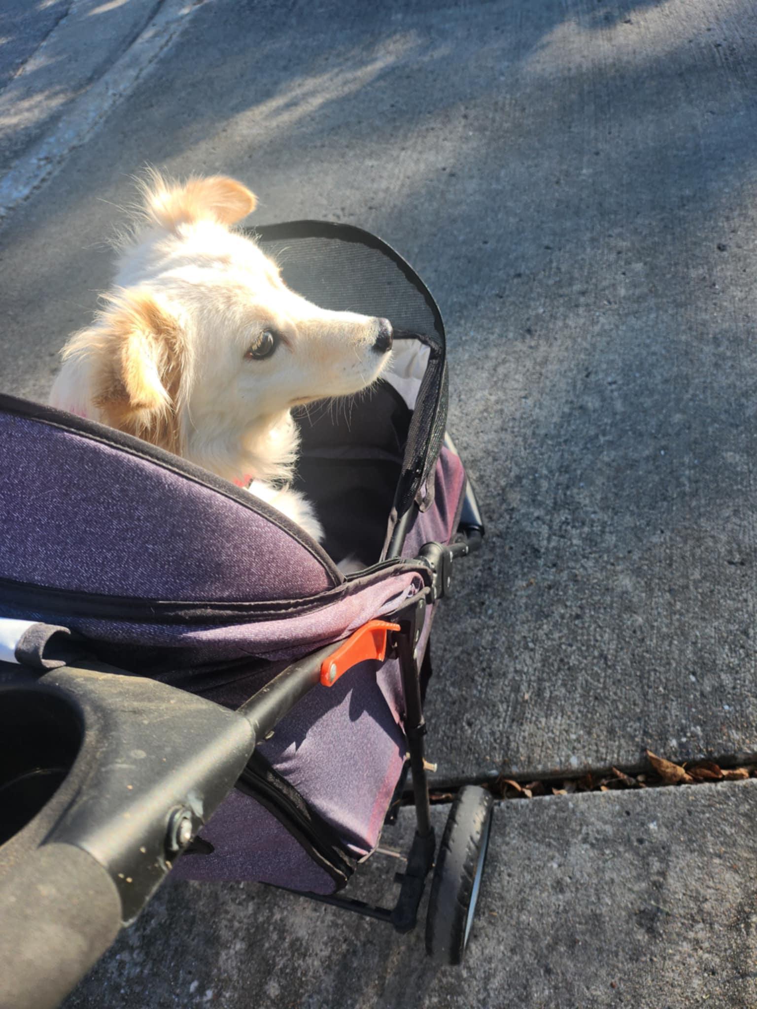 Enlarge Daphne, a Adoptable mixed breed in Jefferson City, MO image 3/6