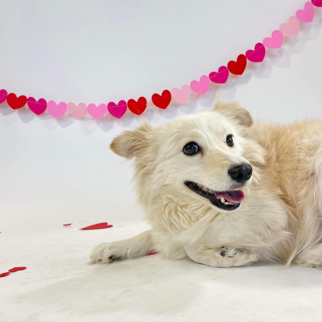 Enlarge Daphne, a Adoptable mixed breed in Jefferson City, MO image 5/6