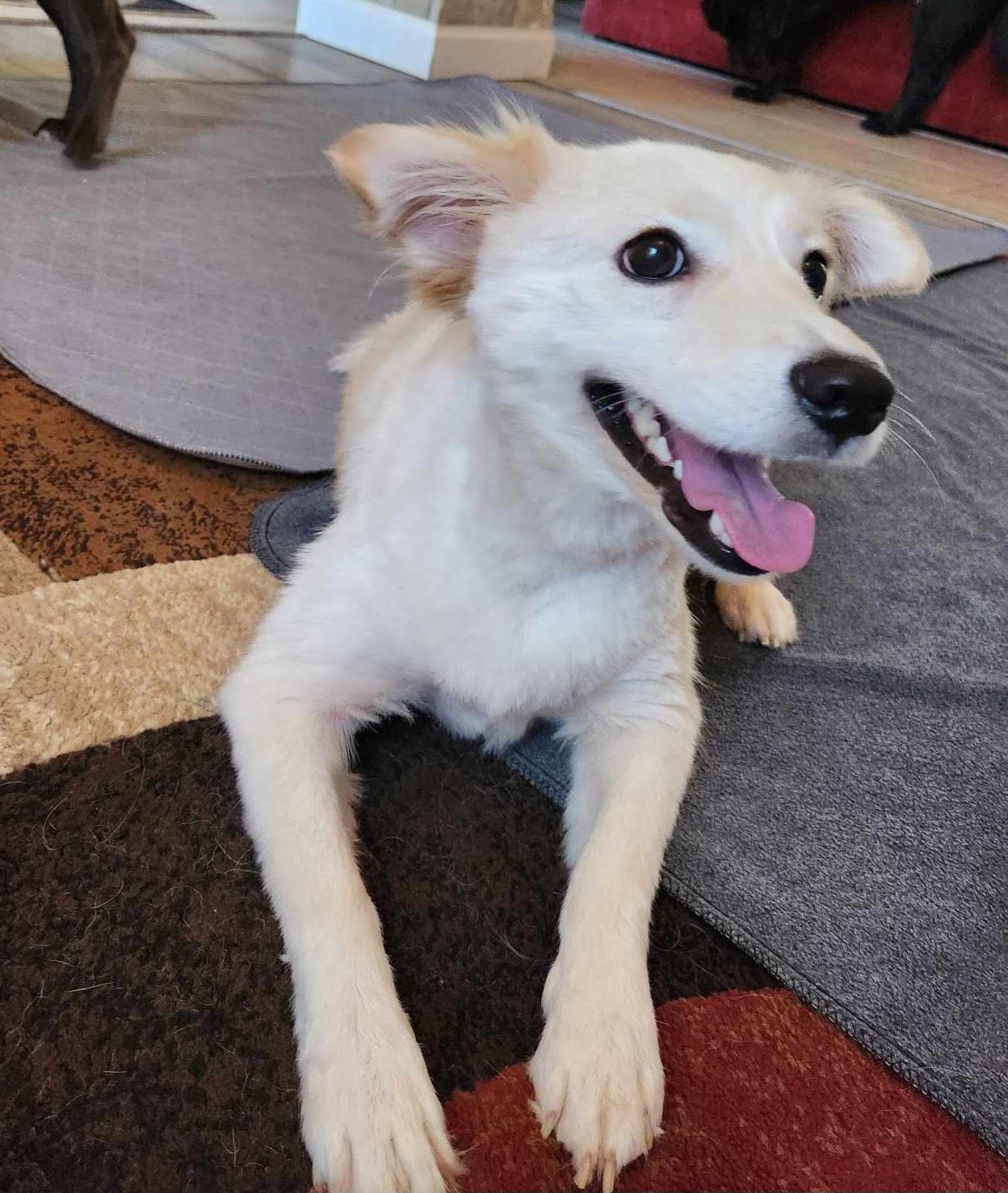 Enlarge Daphne, a Adoptable mixed breed in Jefferson City, MO image 2/6