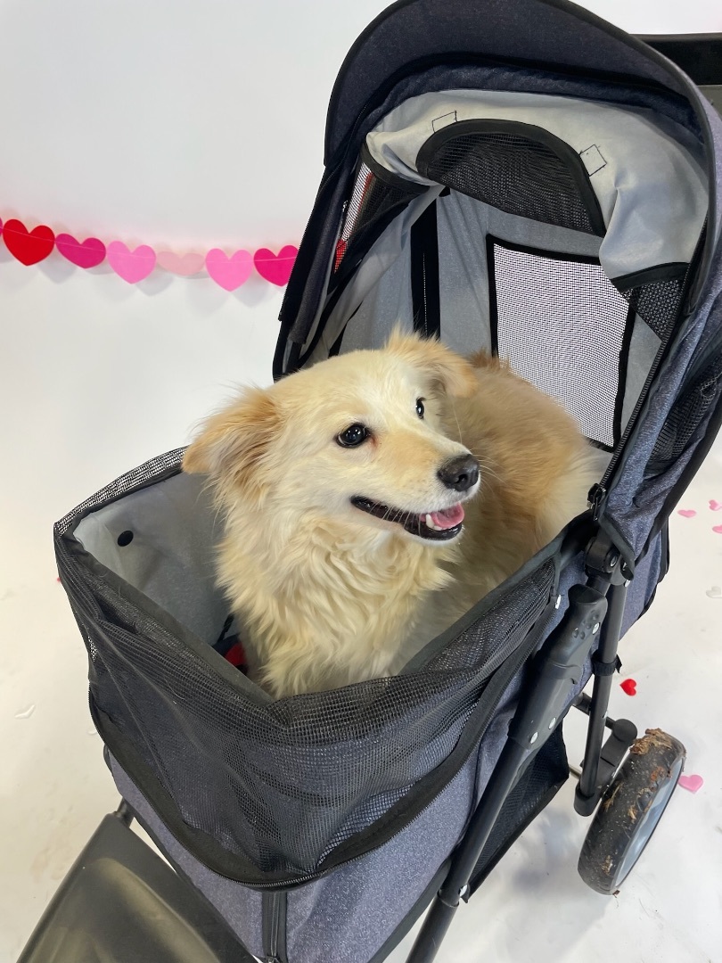 Enlarge Daphne, a Adoptable mixed breed in Jefferson City, MO image 6/6