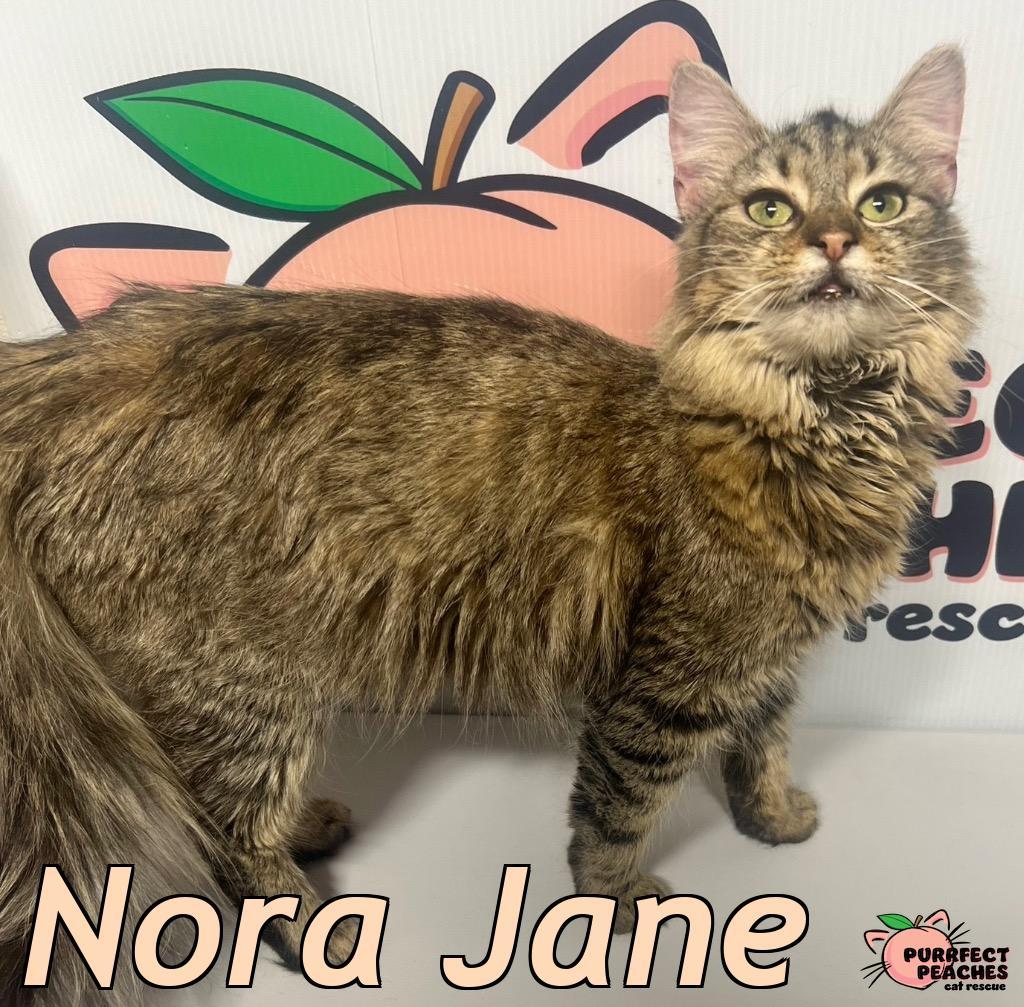 Enlarge Nora Jane, a Adoptable mixed breed in Douglasville, GA image 1/2