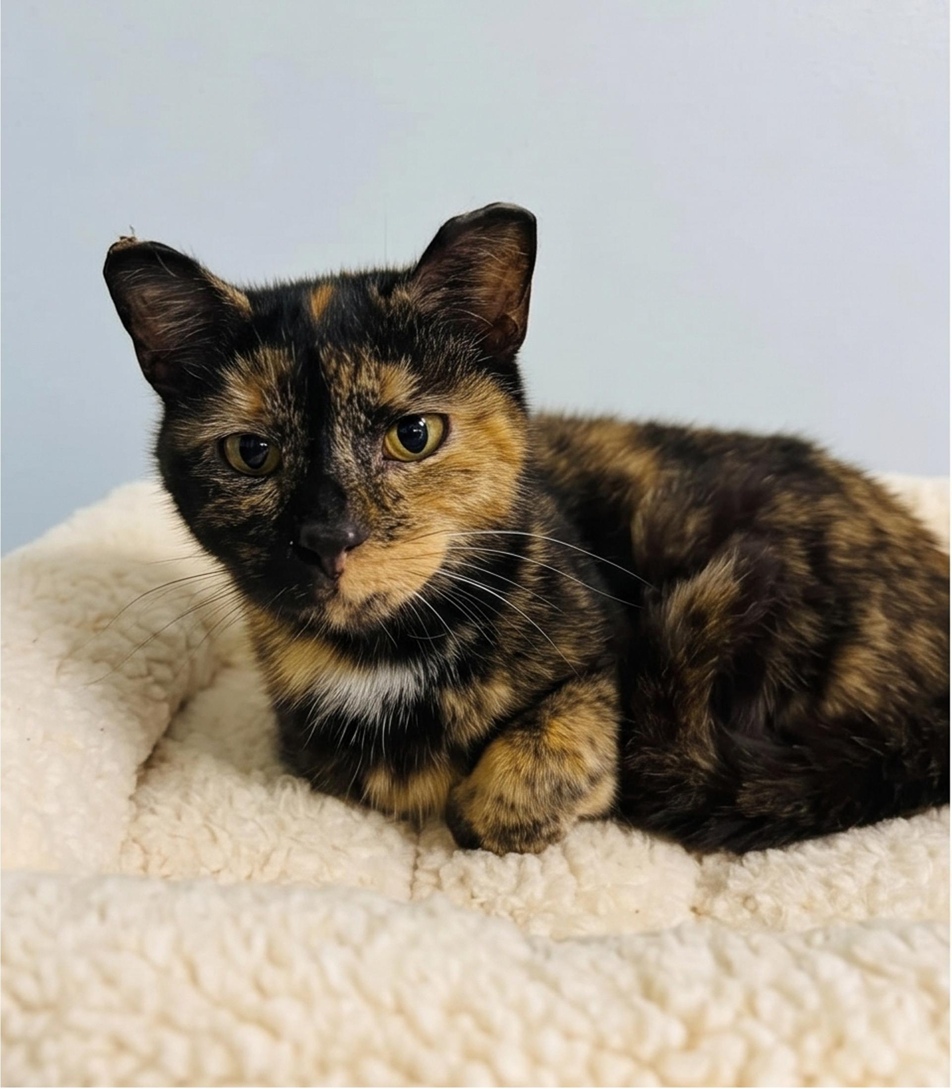 Enlarge Cori, an adopted Tortoiseshell in Marion, IN image 3/4