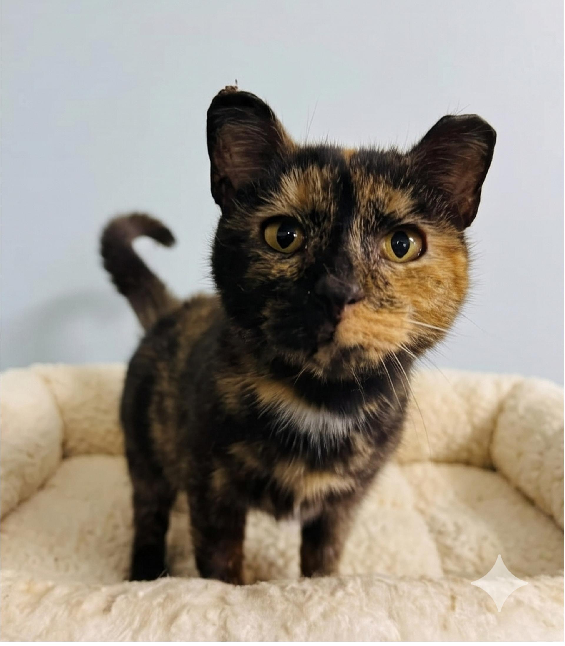 Enlarge Cori, an adopted Tortoiseshell in Marion, IN image 4/4