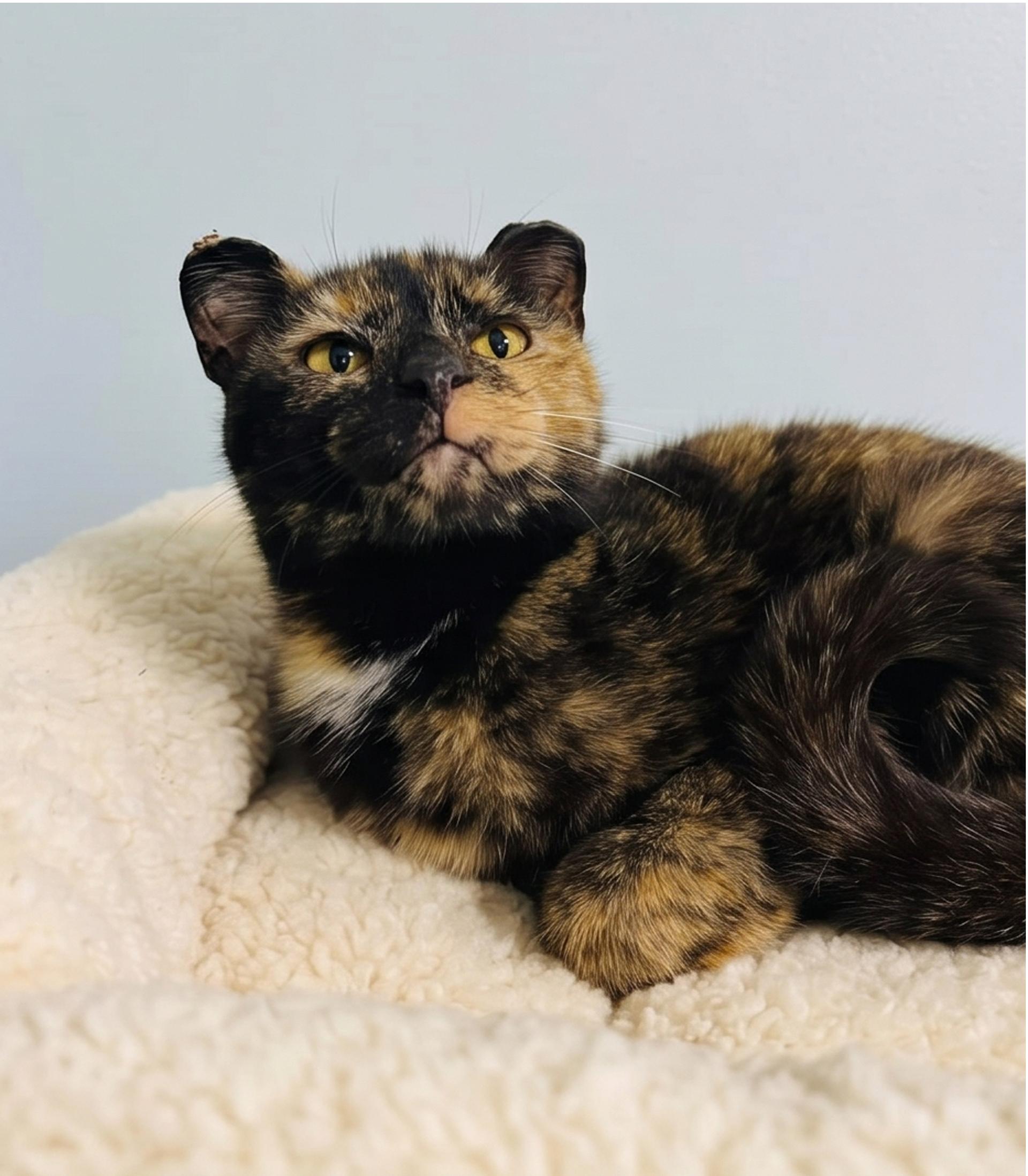 Enlarge Cori, an adopted Tortoiseshell in Marion, IN image 2/4
