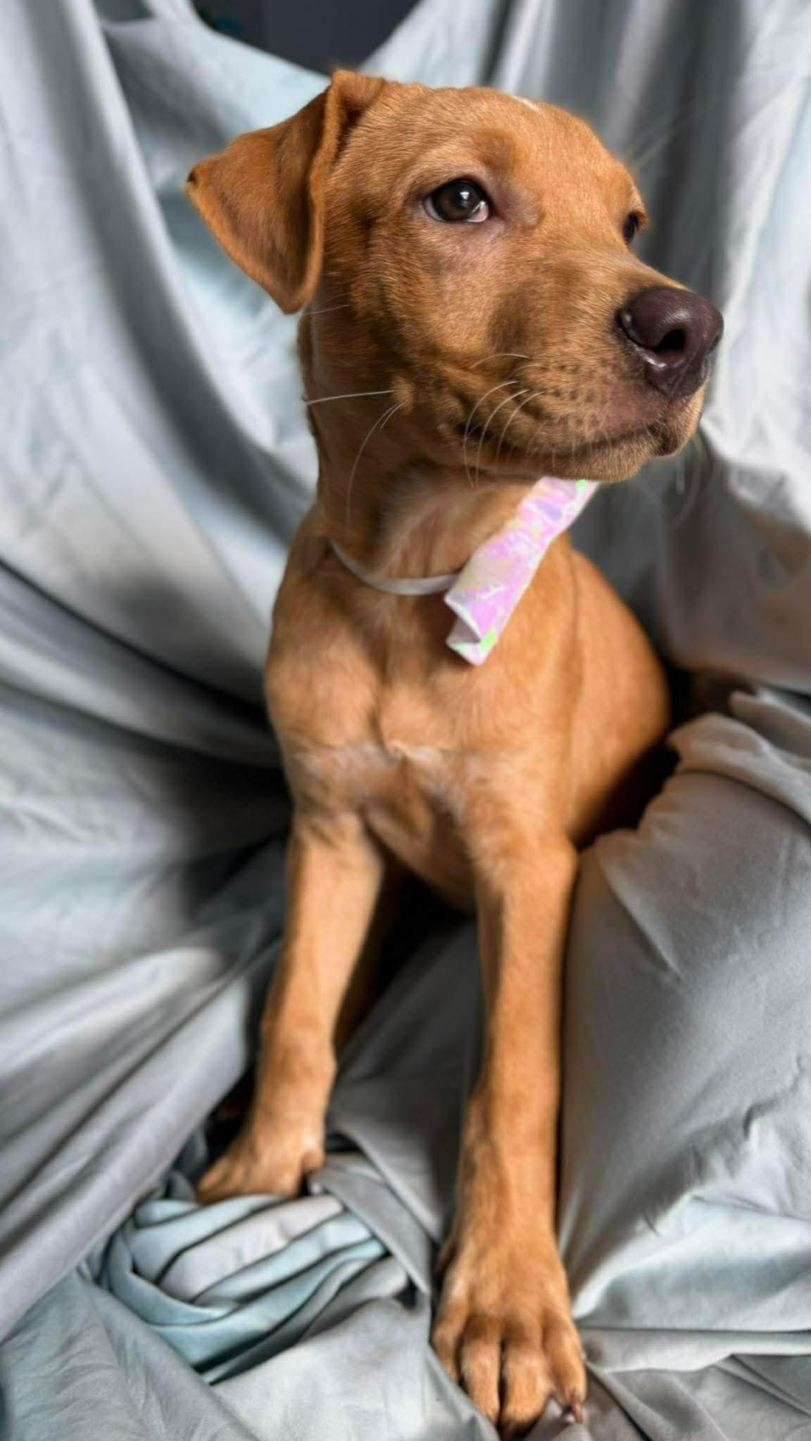 Bailey , ADOPTABLE, Puppy Female Labrador Retriever.