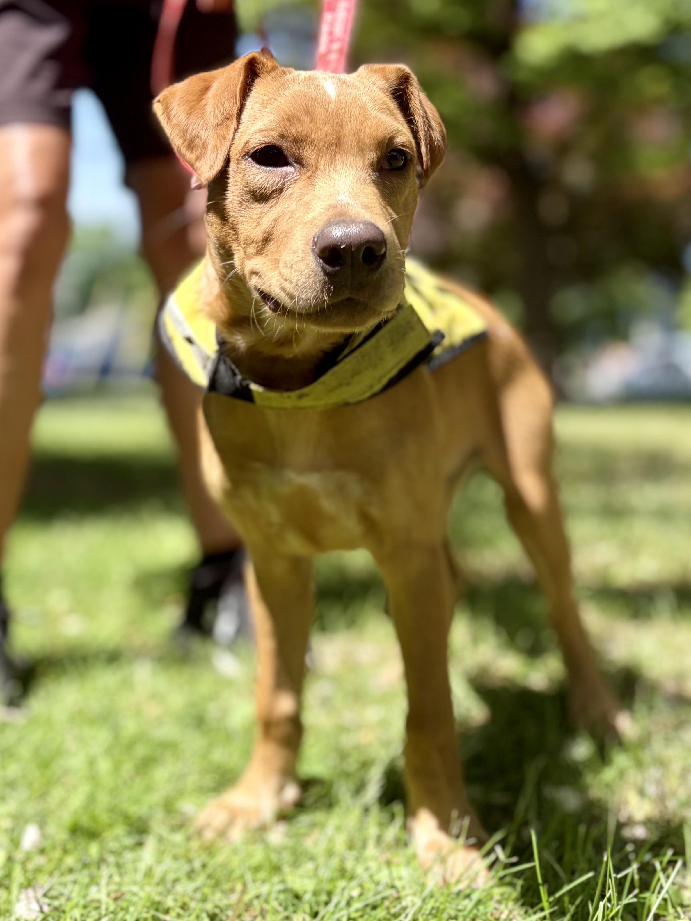 Bailey , a ADOPTABLE mixed breed in New York, NY image 4/6