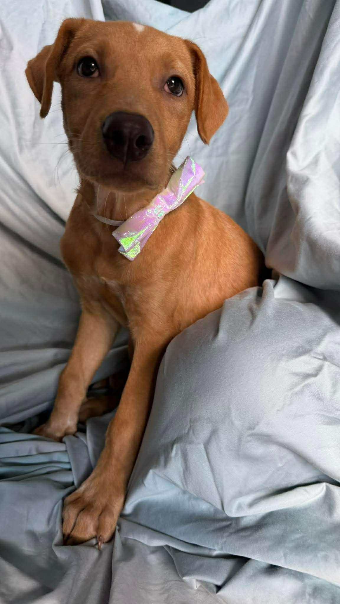 Enlarge Bailey , a ADOPTABLE mixed breed in New York, NY image 2/2