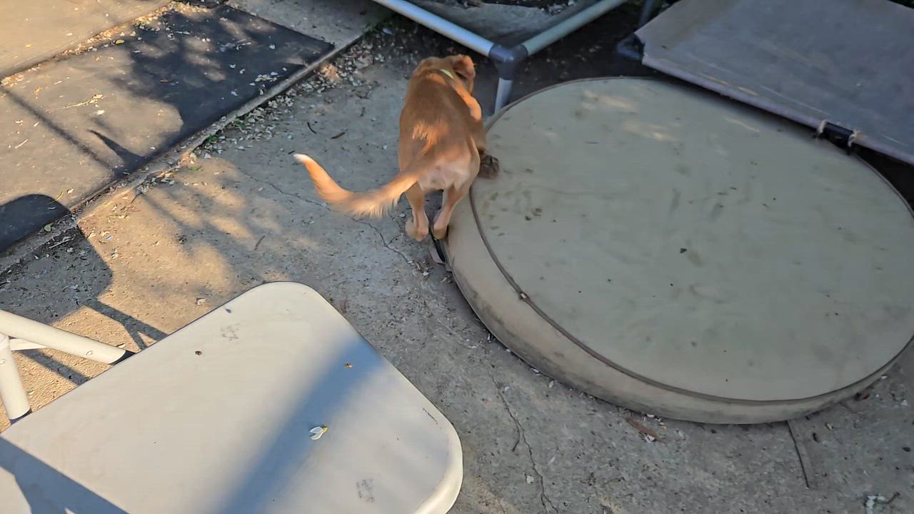 Enlarge Bailey , a ADOPTABLE mixed breed in New York, NY video 6/6