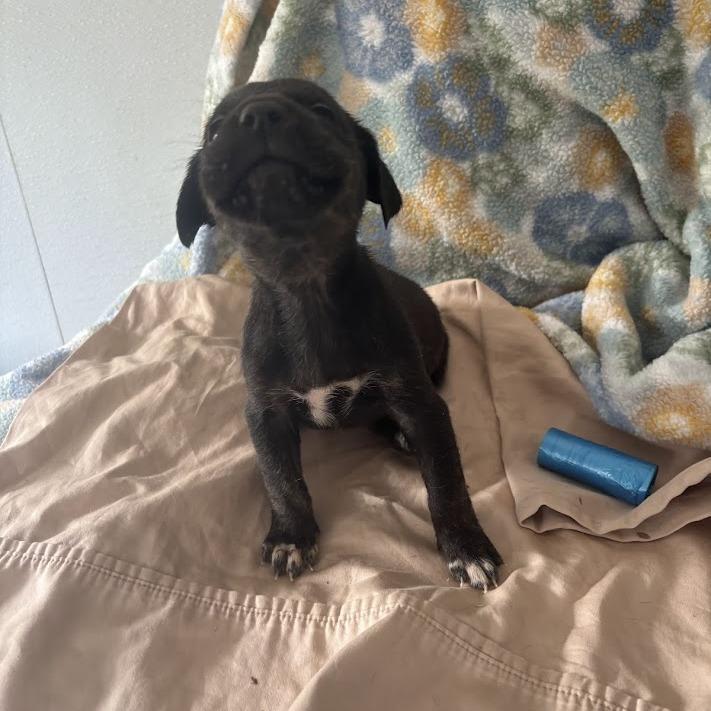 Pontoon, Adoptable, Puppy Male Labrador Retriever & Mixed Breed.
