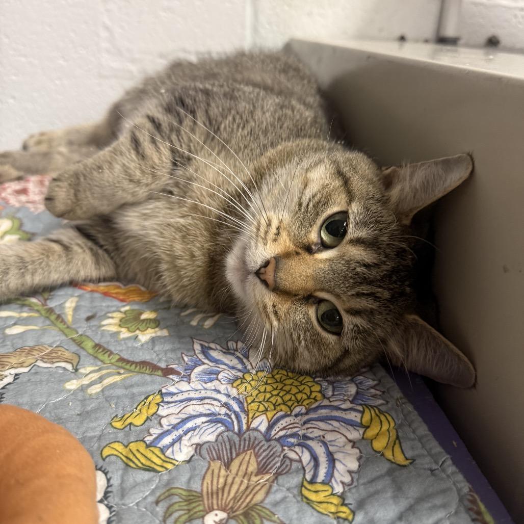 Enlarge Felicia-C, a Adoptable American Bobtail in East Saint Louis, IL image 1/6