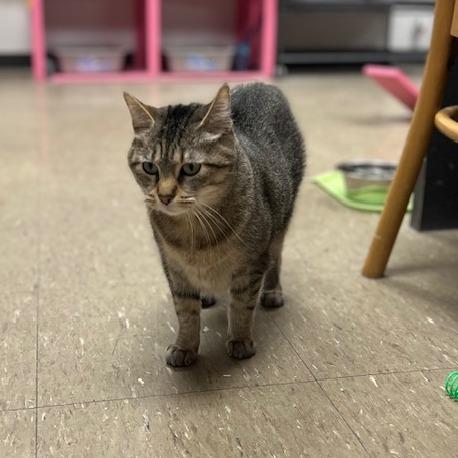 Enlarge Felicia-C, a Adoptable American Bobtail in East Saint Louis, IL image 2/6
