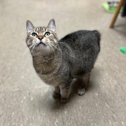 Enlarge Felicia-C, a Adoptable American Bobtail in East Saint Louis, IL image 3/6