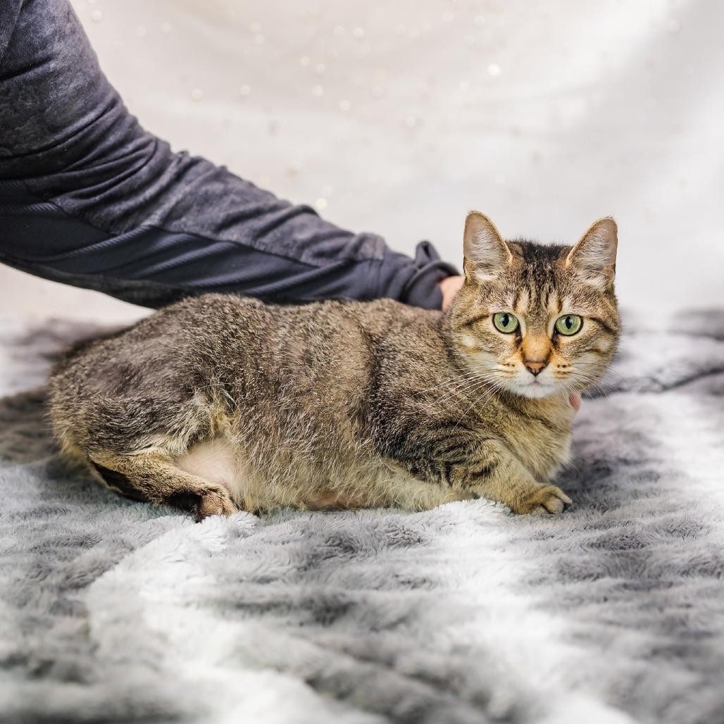 Enlarge Felicia-C, a Adoptable American Bobtail in East Saint Louis, IL image 4/6