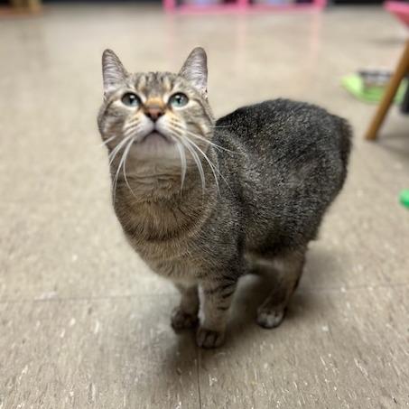 Enlarge Felicia-C, a Adoptable American Bobtail in East Saint Louis, IL image 5/6