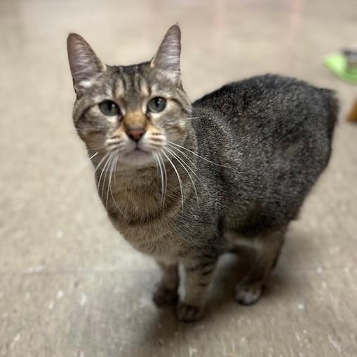 Enlarge Felicia-C, a Adoptable American Bobtail in East Saint Louis, IL image 6/6