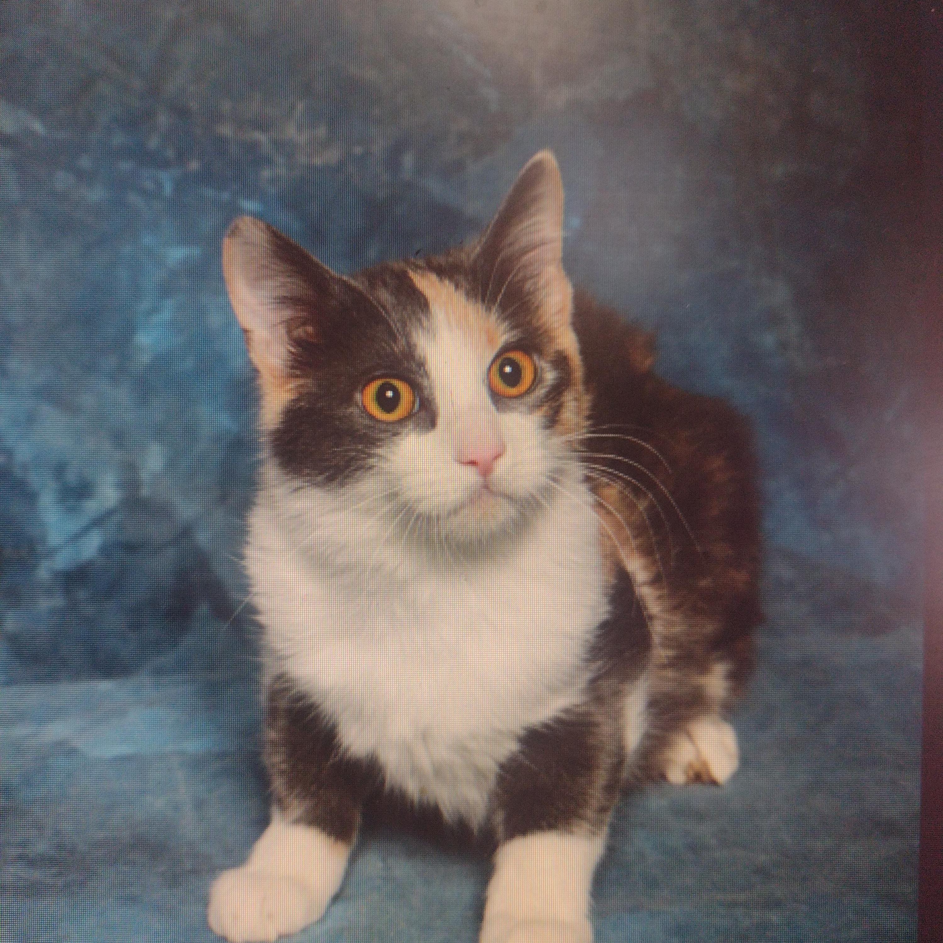 sally (part of a bonded pair)