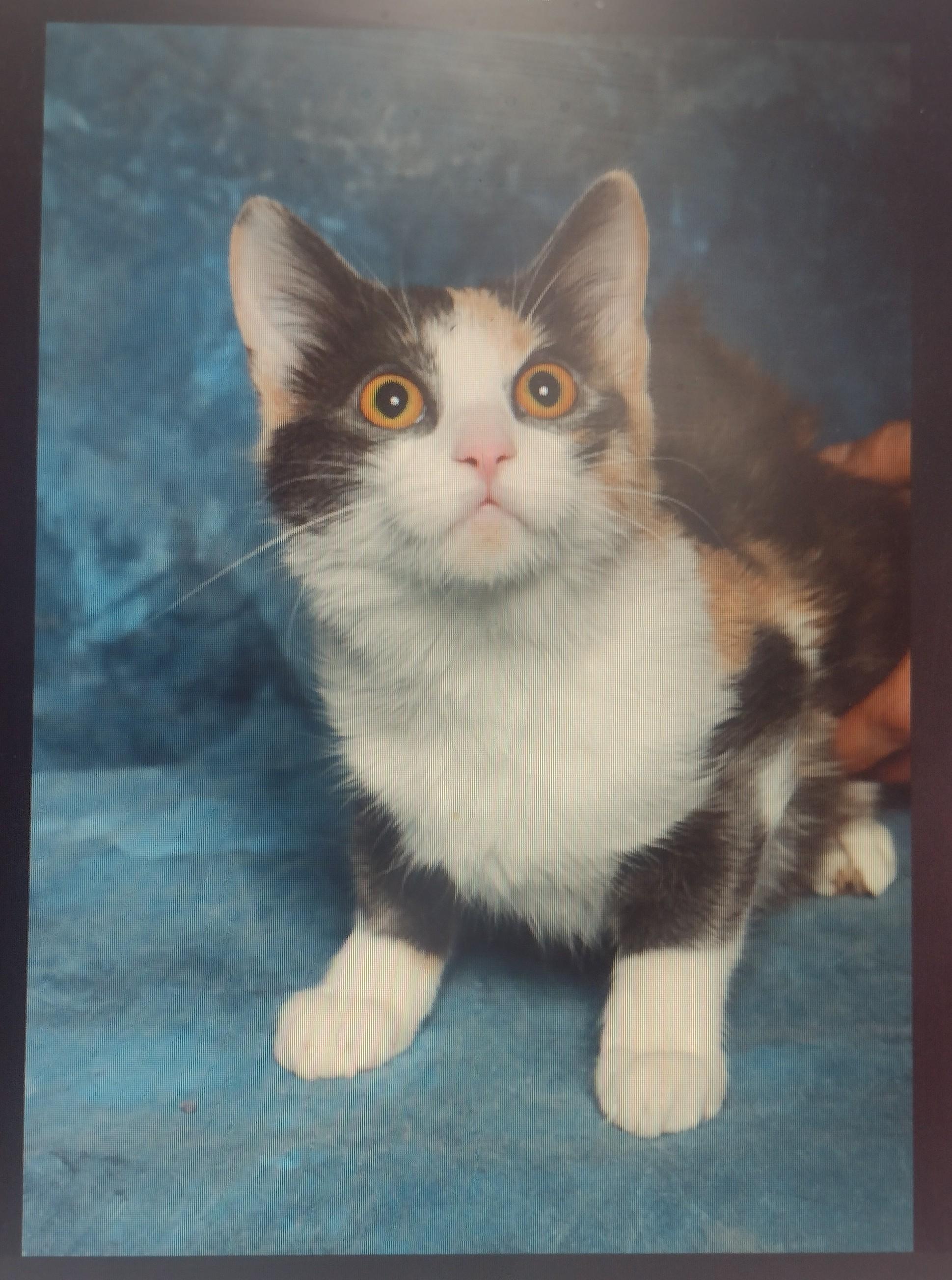 sally , Adoptable, Young Female Domestic Short Hair.