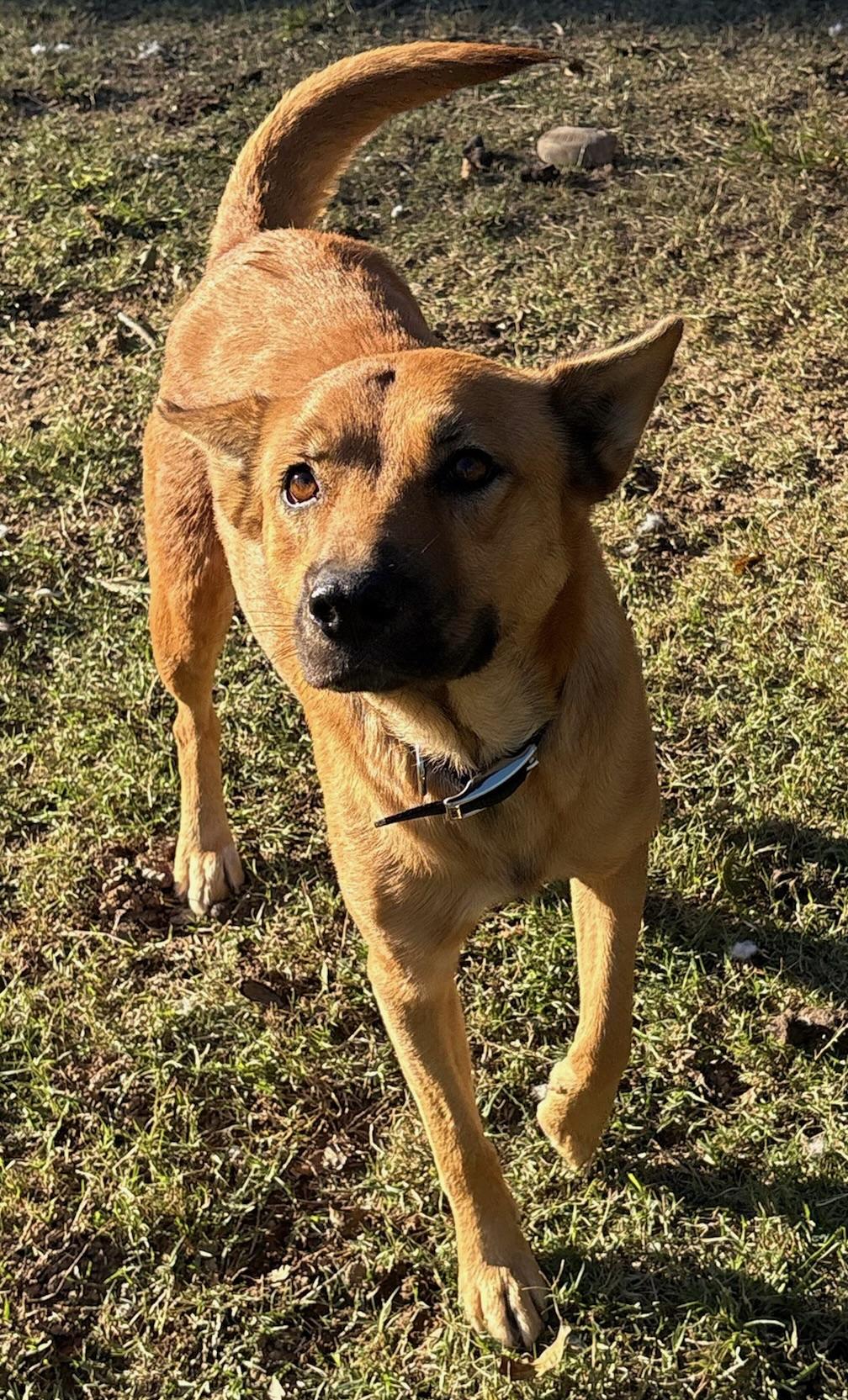 Lola, a Adoptable mixed breed in Quakertown , PA image 2/5