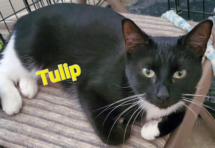 Enlarge Tulip, a Adoptable Domestic Short Hair in Glendale, AZ image 1/1