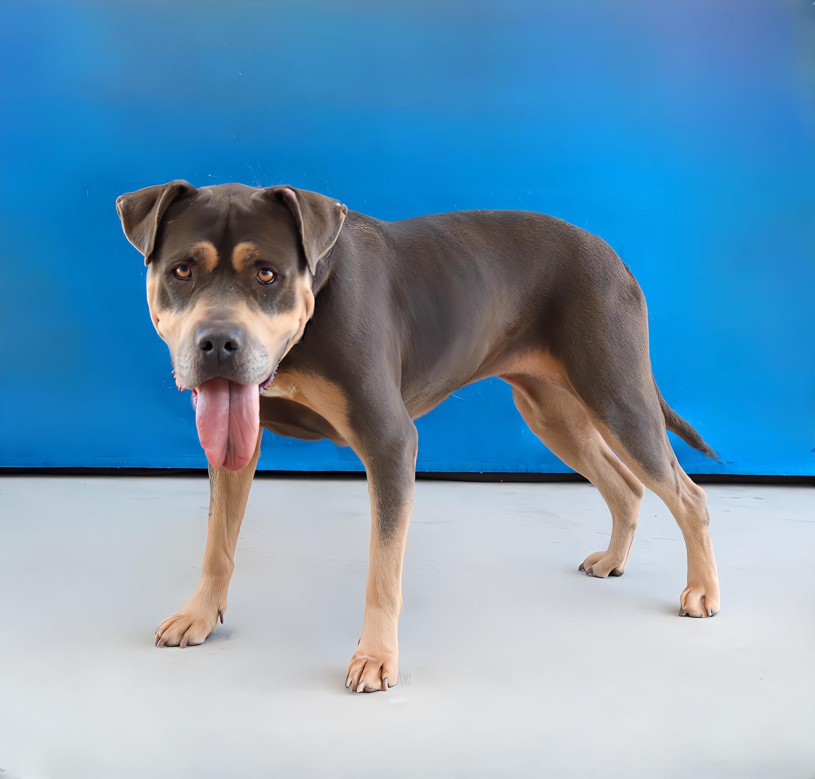 SKY, Adoptable, Adult Female Pit Bull Terrier.
