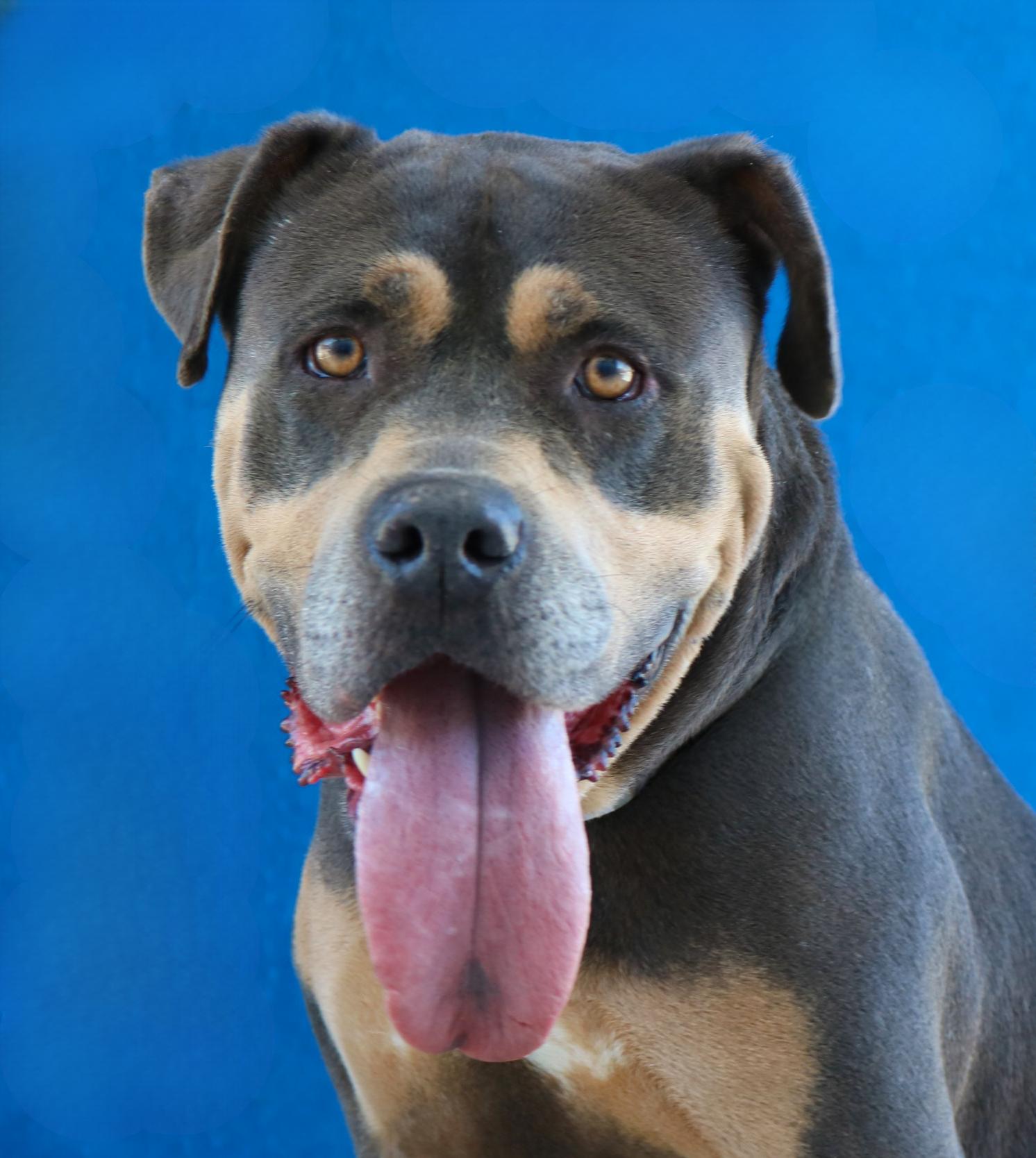 SKY, a Adoptable Pit Bull Terrier in Pasadena, CA image 2/2