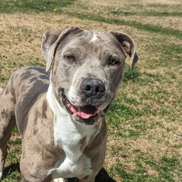 Enlarge Rocky, a Adoptable mixed breed in Reno, NV image 1/2