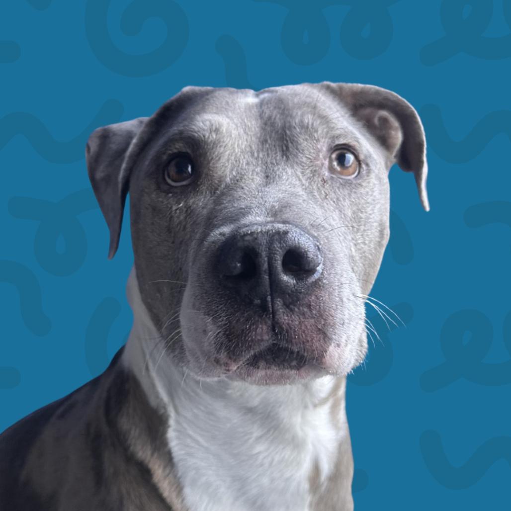 Enlarge Rocky, a Adoptable mixed breed in Reno, NV image 2/2