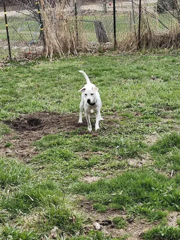Peanut, Adoptable, Young Female Mixed Breed.