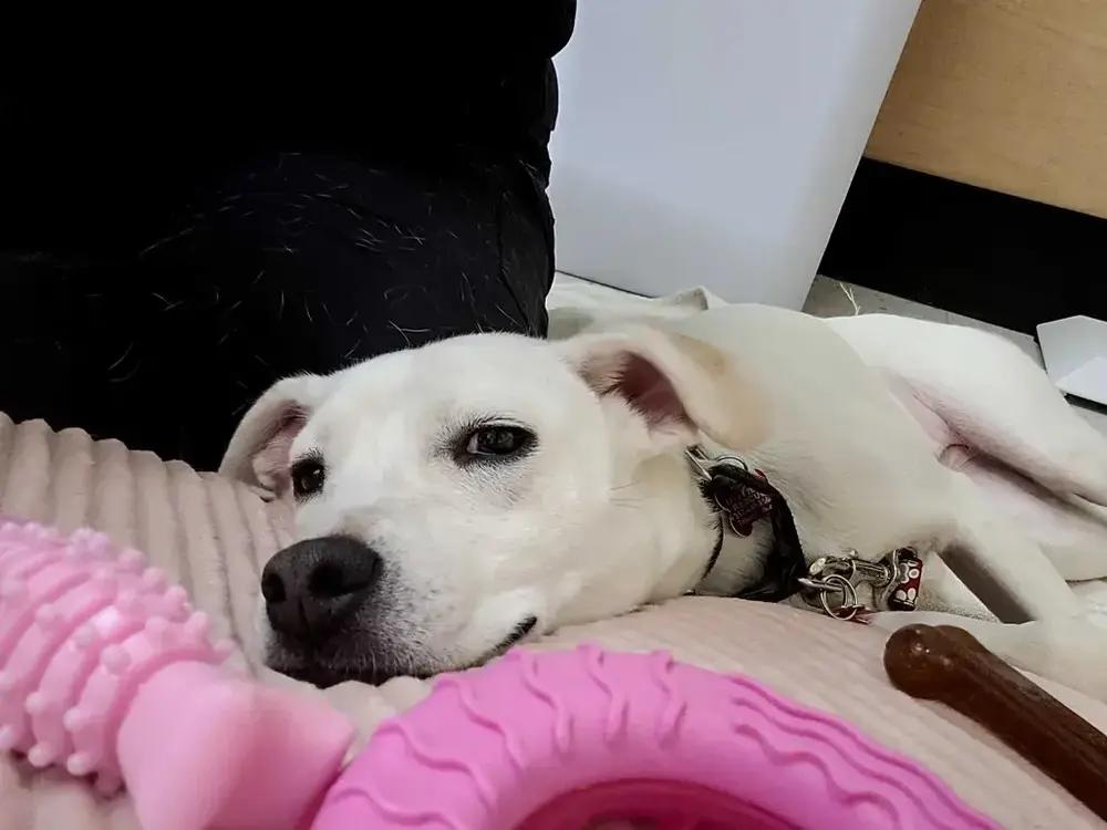 Enlarge Peanut, a Adoptable mixed breed in Grand Rapids, MI image 2/6