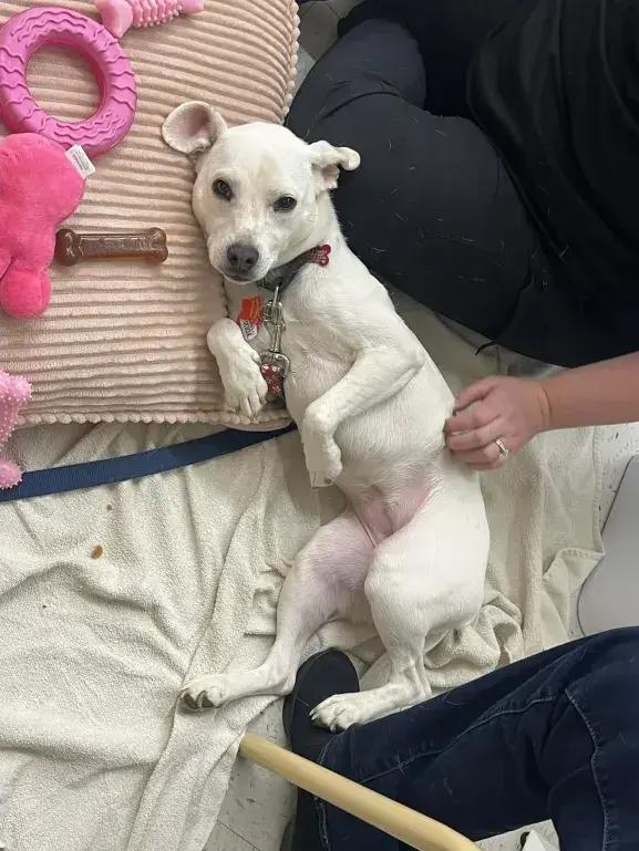 Enlarge Peanut, a Adoptable mixed breed in Grand Rapids, MI image 3/6