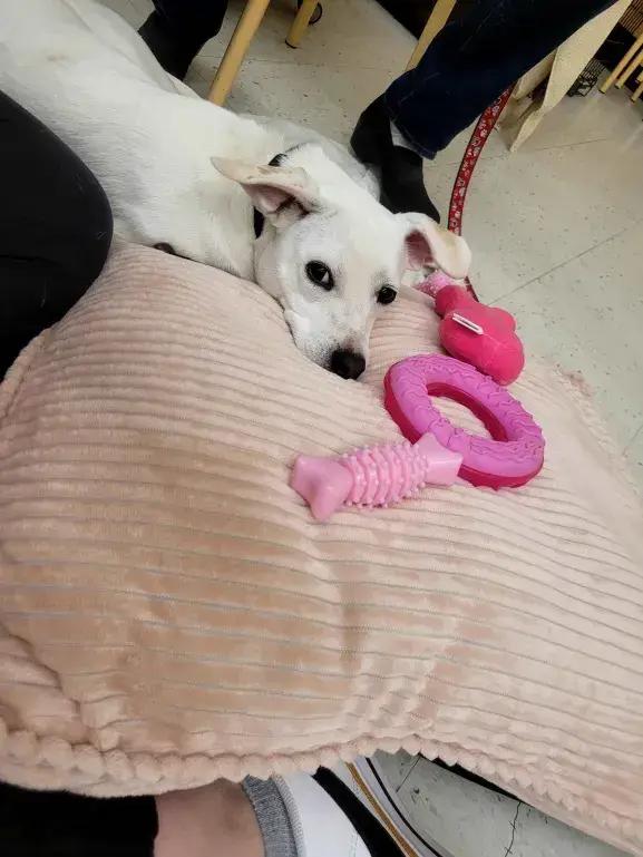 Enlarge Peanut, a Adoptable mixed breed in Grand Rapids, MI image 4/6