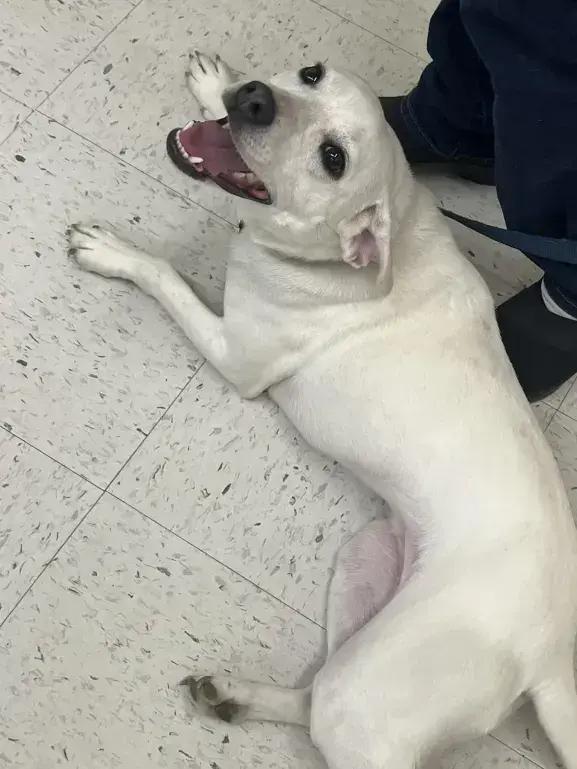 Enlarge Peanut, a Adoptable mixed breed in Grand Rapids, MI image 5/6