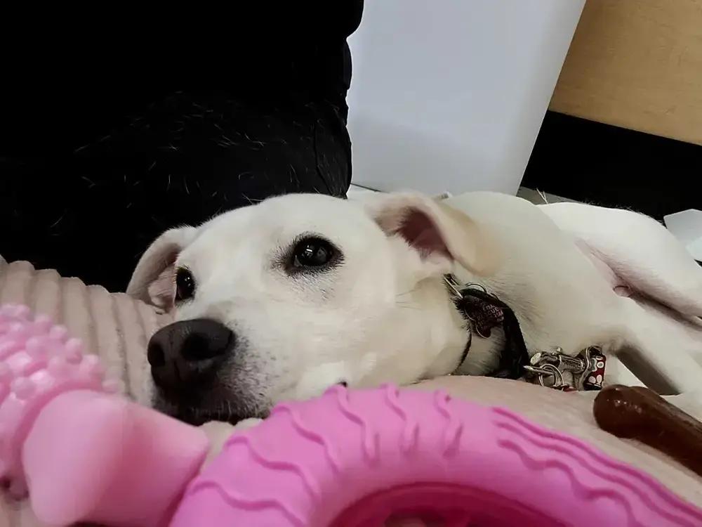 Enlarge Peanut, a Adoptable mixed breed in Grand Rapids, MI image 6/6