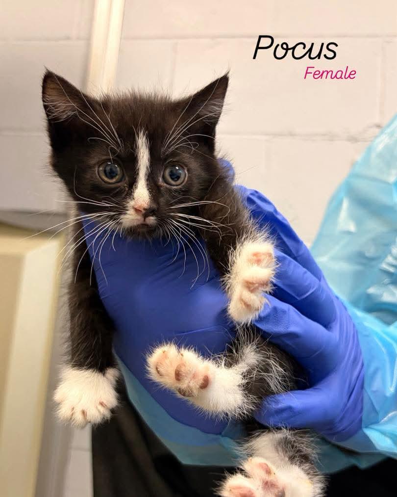 Pocus, Adoptable, Kitten Female Domestic Short Hair.
