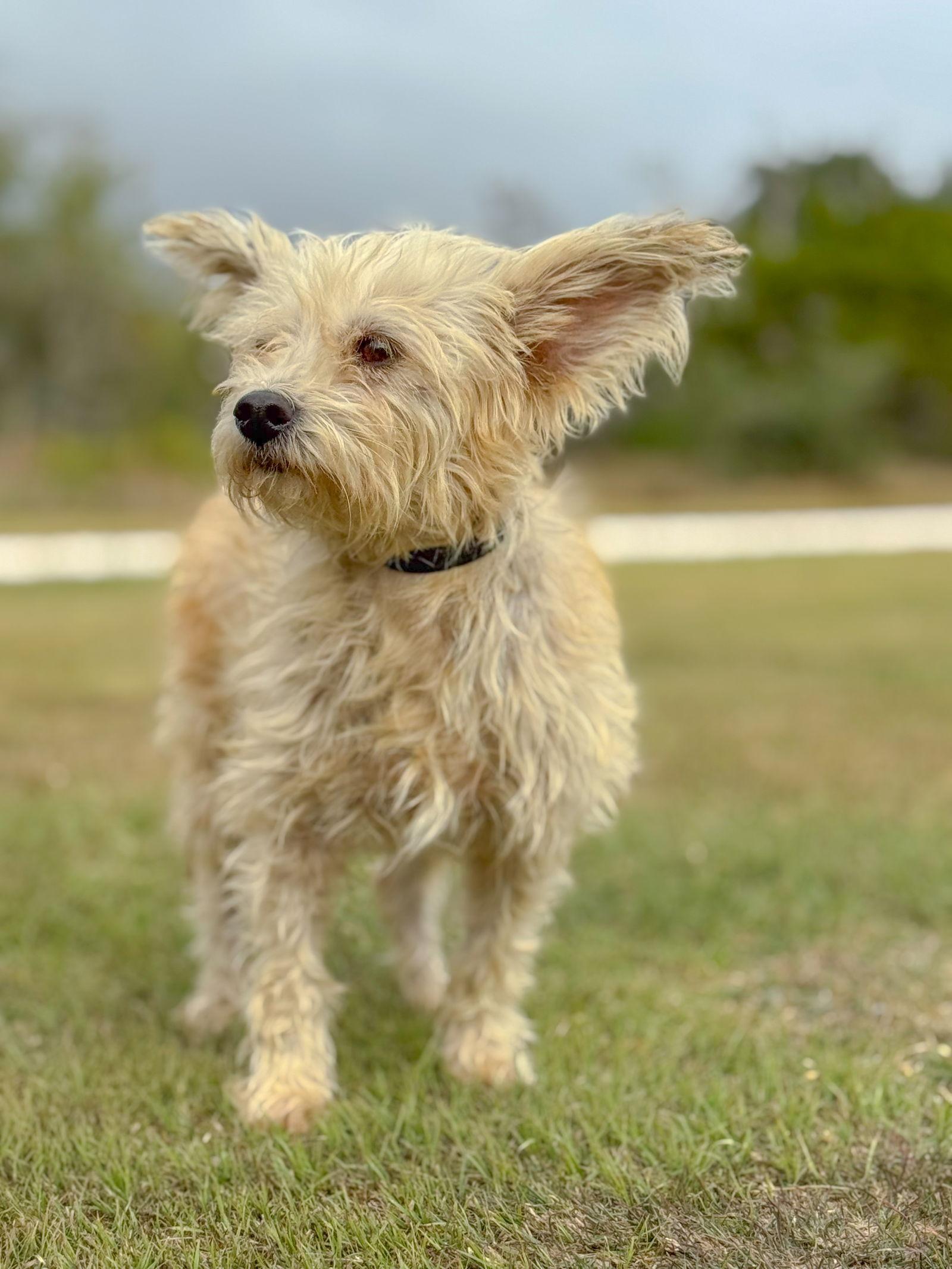 Enlarge Reya, a Adopted Terrier in Helotes, TX image 1/3