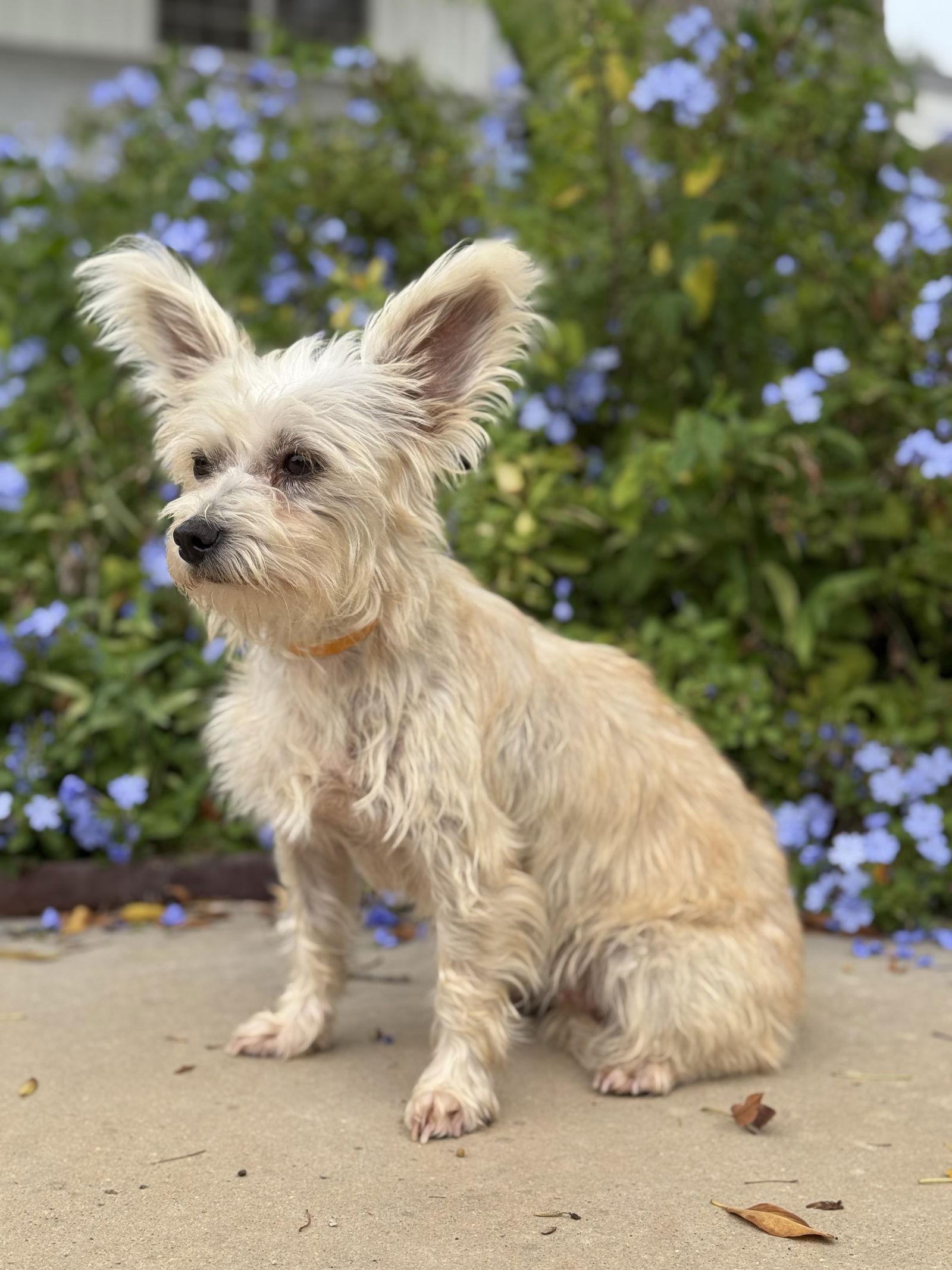 Enlarge Reya, a Adopted Terrier in Helotes, TX image 2/3
