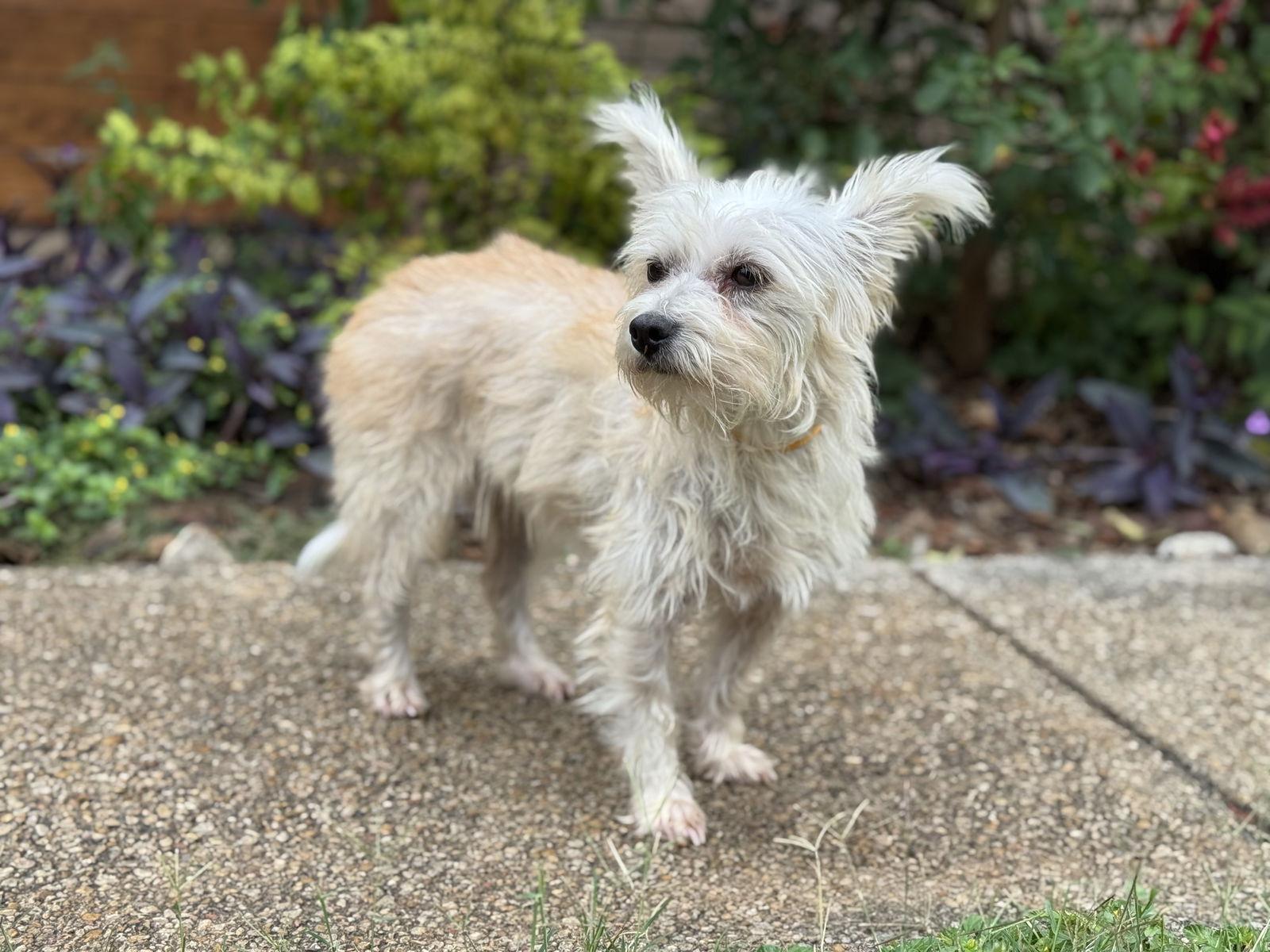 Enlarge Reya, a Adopted Terrier in Helotes, TX image 3/3