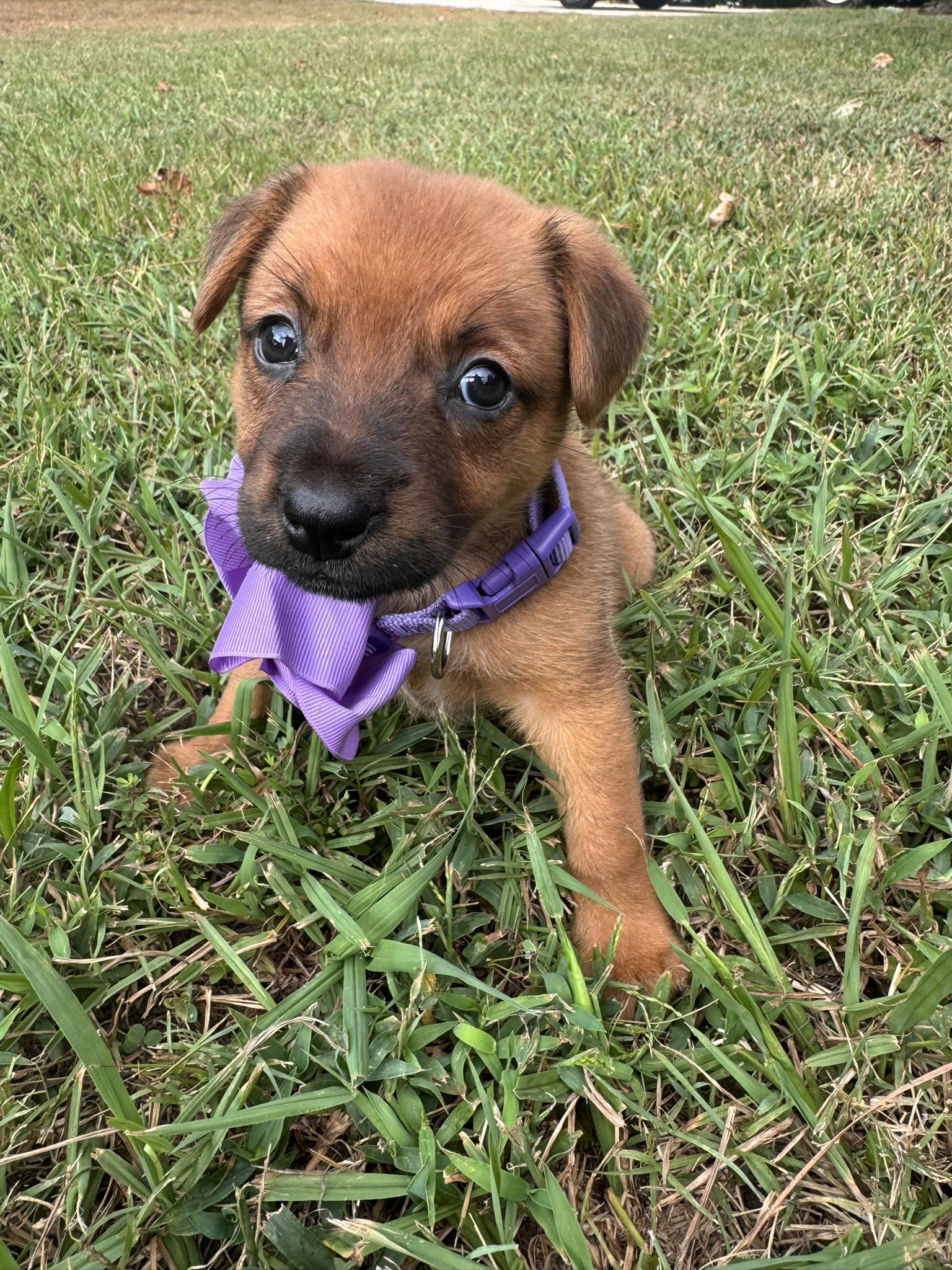 Enlarge Dahlia, a Adoptable mixed breed in Johnston, RI image 2/6