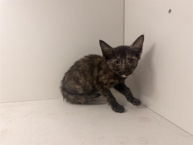 Enlarge AMITY, a Adoptable Domestic Short Hair in Winter Haven, FL image 1/1
