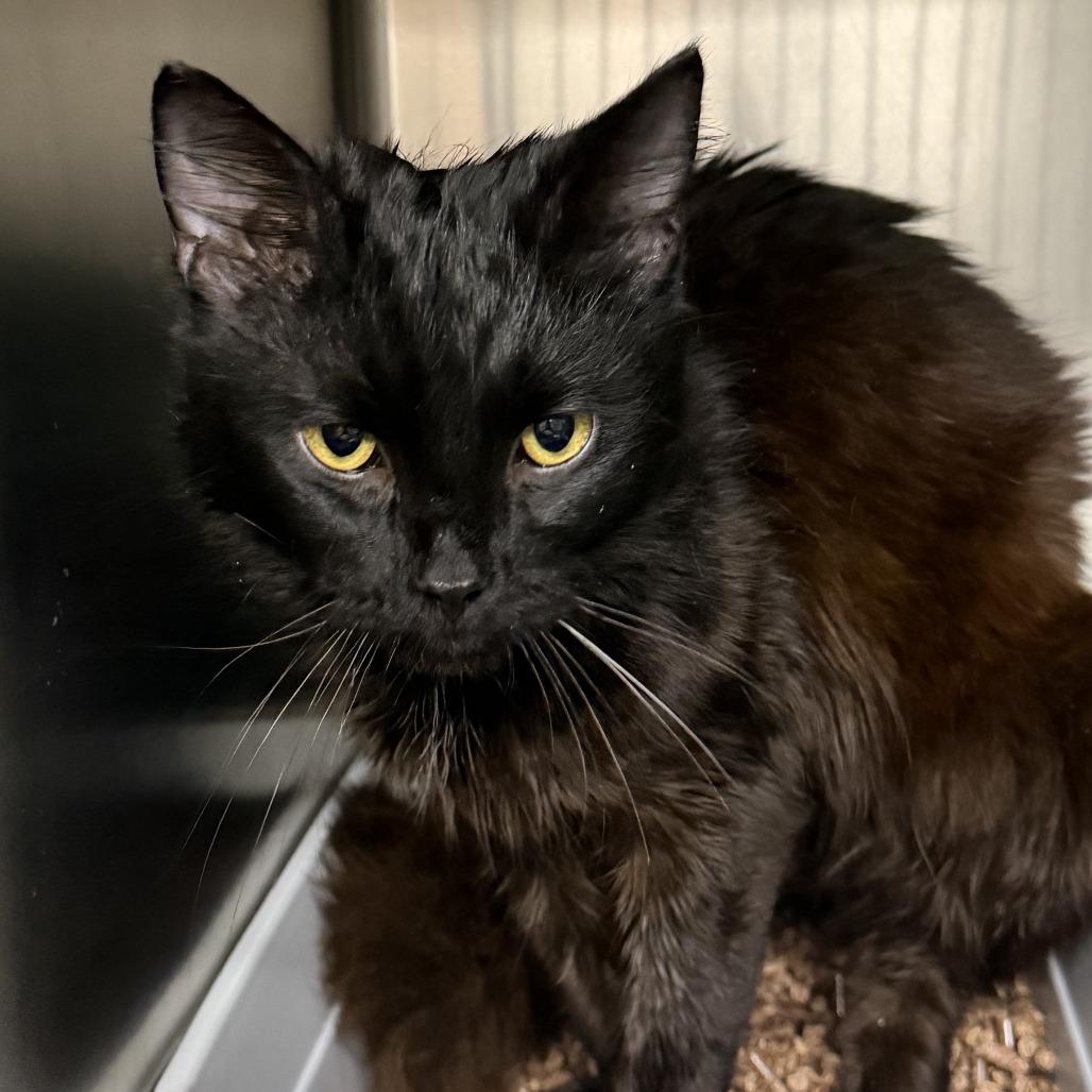 Enlarge Fabio, a Adoptable Domestic Long Hair in Marion, VA image 1/1