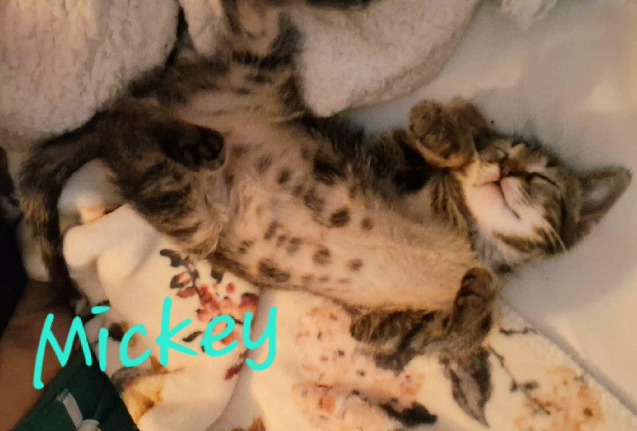 Mickey, a ADOPTABLE Domestic Short Hair in East Lansing, MI image 2/3
