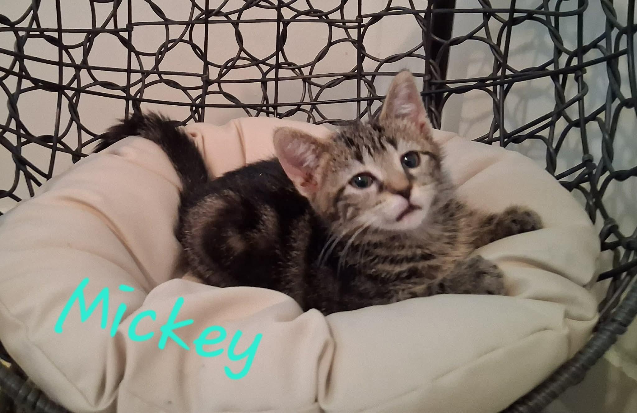 Mickey, a ADOPTABLE Domestic Short Hair in East Lansing, MI image 3/3