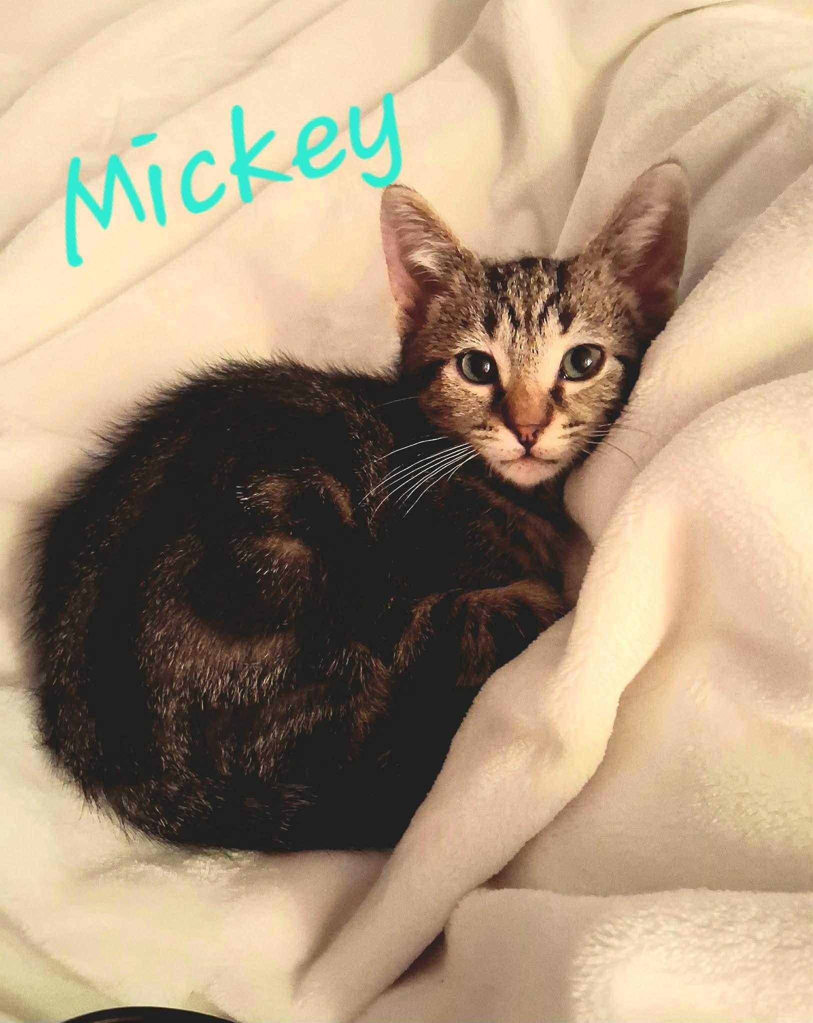 Mickey, a ADOPTABLE Domestic Short Hair in East Lansing, MI image 1/3
