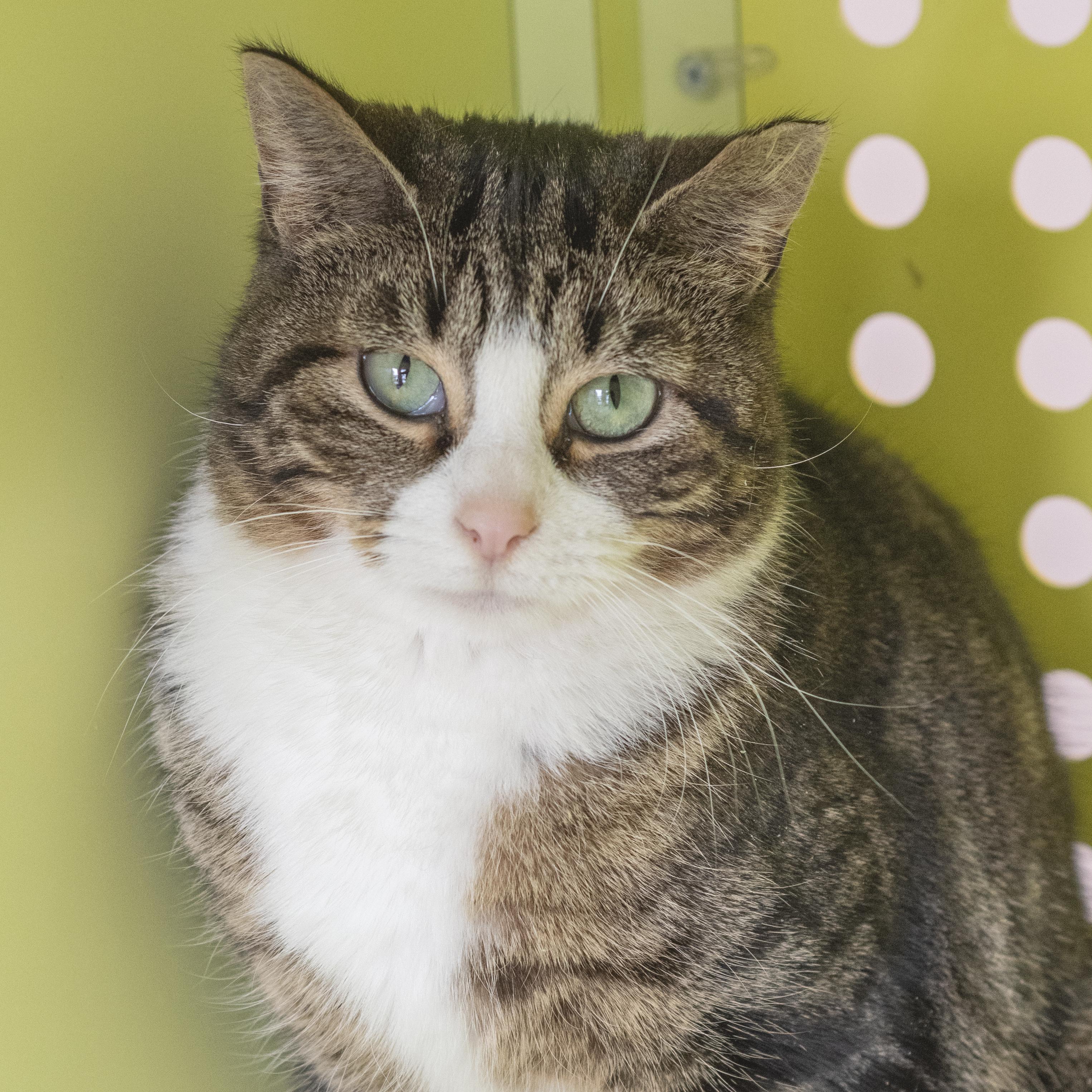 Enlarge Daphne, a ADOPTABLE Domestic Short Hair in Pontiac, MI image 2/2